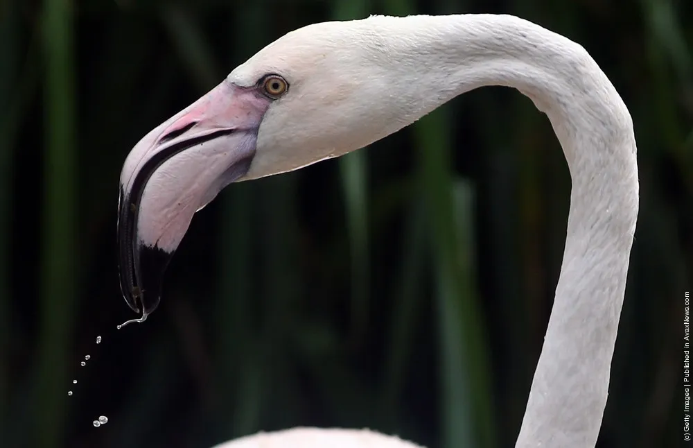 Nine Baby Flamingoes Are Born At Bristol Zoo