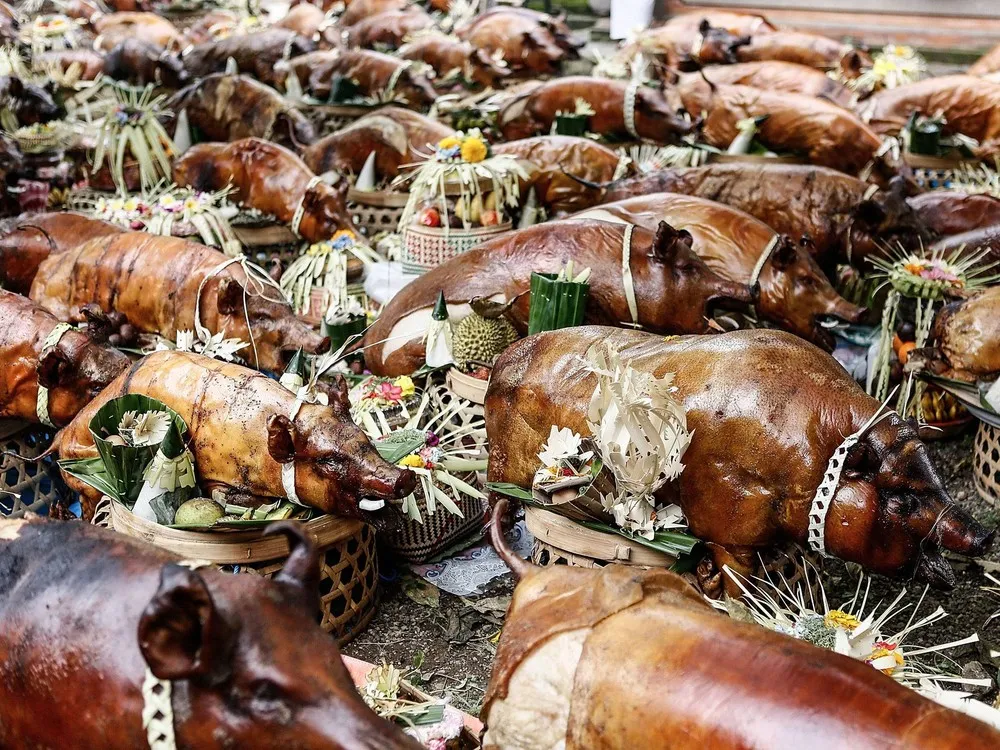 Timbrah Villages Offer Roasted Pigs to the Gods as Part of Usaba Dalem Ritual