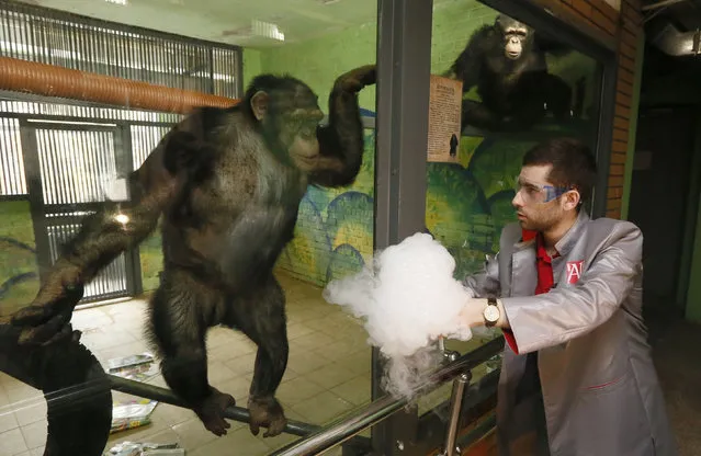 Anfisa (L), a 11-year-old female chimpanzee, and a male chimpanzee named Tikhon, watch a performance of Yaroslav Osipov, an employee of the private interactive museum of science “Newton Park”, who demonstrates effects of liquid nitrogen during a comic telerecording for a local TV channel prior to the upcoming April Fools' Day at a zoo in Krasnoyarsk, Siberia, Russia, March 31, 2016. (Photo by Ilya Naymushin/Reuters)