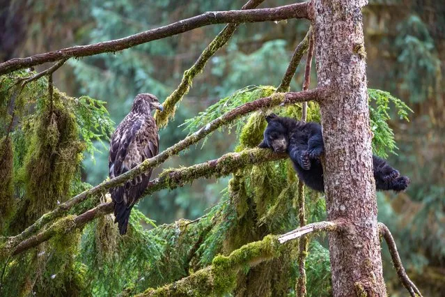 The eagle and the bear by Jeroen Hoekendijk, the Netherlands. Black bear cubs will often climb trees to wait safely for their mother to return with food. Here, in the depths of the temperate rainforest of Anan in Alaska, this little cub decided to take an afternoon nap on a moss-covered branch under the watchful eye of a juvenile bald eagle. The eagle had been sitting in this pine tree for hours and Jeroen found the situation extraordinary. With some difficulty, and a lot of luck, he was able to position himself a bit higher on the hill and take this image as the bear slept on, unaware. (Photo by Jeroen Hoekendijk/Wildlife Photographer of the Year 2021)