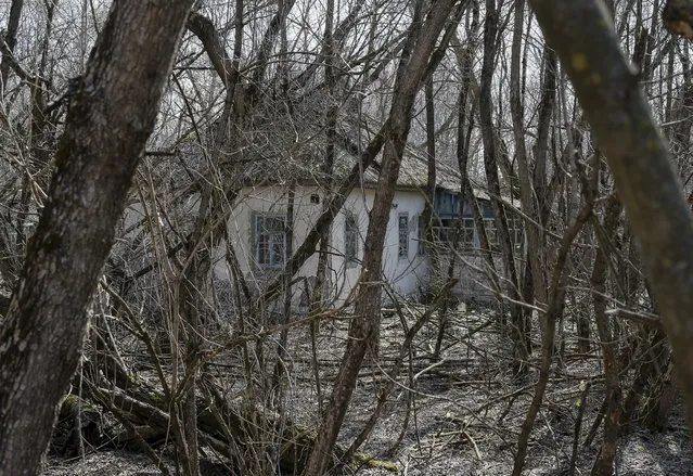 A house is seen in the abandoned village of Zalesye near the Chernobyl nuclear power plant in Ukraine on March 28, 2016. (Photo by Gleb Garanich/Reuters)