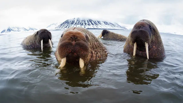 Atlantic walruses in Svalbard, Norway in 2021. Thousands of people have answered the call from WWF and British Antarctic Survey (BAS) to search for walruses in satellite images taken from space, as part of a project aimed to improve understanding of how the walrus will be affected by the climate crisis. (Photo by 10759/Tony Wu)