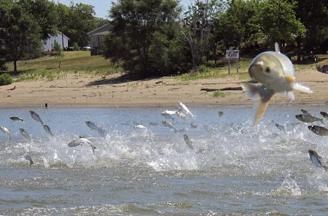 In this June 13, 2012, file photo, Asian carp, jolted by an electric current from a research boat, jump from the Illinois River near Havana, Ill. The U.S. Army Corps of Engineers' commanding officer has endorsed a $778 million plan for upgrading a lock-and-dam complex near Chicago to prevent Asian carp from invading the Great Lakes. Lt. Gen. Todd Semonite signed the final report Thursday, May 23, 2019. It now goes to Congress, which would need to give authorization and funding for the project to proceed. (Photo by John Flesher/AP Photo/File)