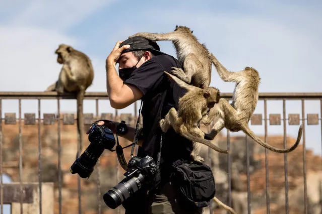 Macaque monkeys climb onto a news photographer at the Phra Prang Sam Yod temple during the annual Monkey Buffet Festival in Lopburi province, north of Bangkok on November 28, 2021. (Photo by Jack Taylor/AFP Photo)