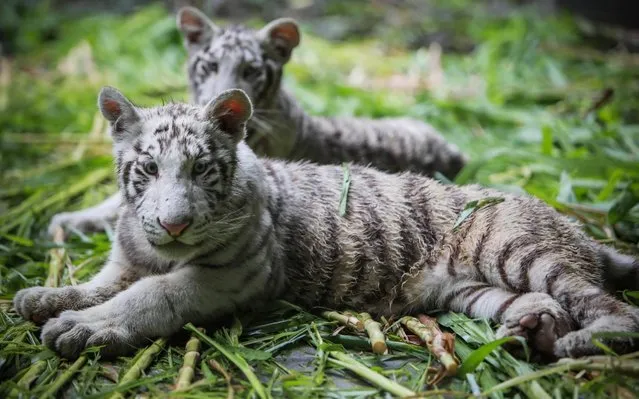 “Halime” a female white tiger and Osman a Male white Tiger (Panthera tigris) of 5 months old and brought from Mexico are pictured resting at the National Zoo of Masaya about 16km from Managua on May 27, 2019. A couple of white tiger cubs are the new guests of the National Zoo of Nicaragua, which has a population of 400 animals of 90 species, according to park sources. The puppies from Mexico are the only ones of their kind in Central America and part of South America. (Photo by Inti Ocon/AFP Photo)