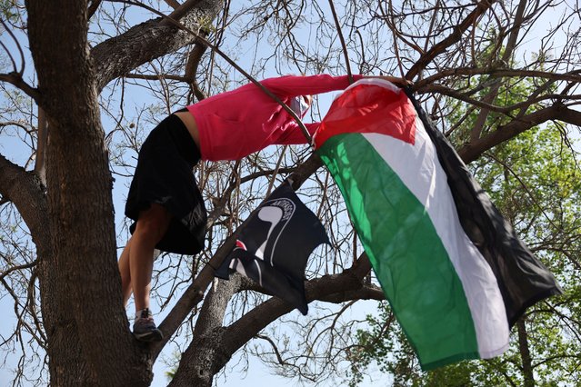 A pro-Palestinian protester hangs a Palestinian flag on a tree at California State University of Los Angeles in Los Angeles, California, on May 1, 2024. (Photo by Aude Guerrucci/Reuters)