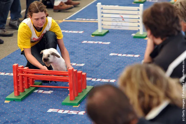 A rabbit jumps over a hurdle at an obstacle course during the first European rabbit hopping championships