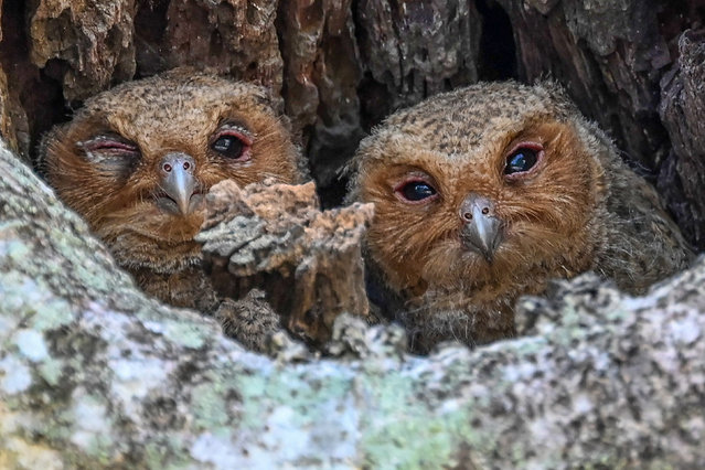 Sunda scops owl chicks look out from a tree hollow in Singapore on May 9, 2024. (Photo by Roslan Rahman/AFP Photo)