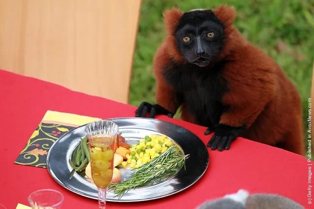 Lemurs Enjoy Thanksgiving Feast At San Francisco Zoo