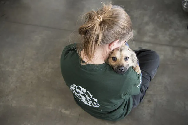 In this image released on Thursday, April 28, 2016, an HSI rescuer snuggles with a dog at the Incheon airport before his flight to the US. Humane Society International rescued the dogs from a dog meat farm in Wonju, South Korea this week, the fifth such farm that the organization has closed down as part of its campaign to end the dog meat trade. A total of 171 dogs are being flown to shelters and rescues in the United States and Canada for a second chance at life. (Photo by Meredith Lee/Humane Society International via AP Images)