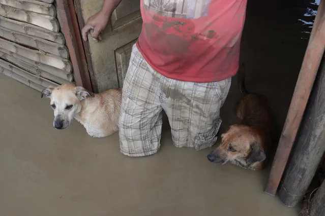 A local resident and his dogs stand in the doorway of their flooded home in Piura, northern Peru on March 28, 2017. More than 50,000 people have been displaced by flood water in the region of Piura in northern Peru and hundreds of houses have been flooded. Many local residents are being taken to shelters set up by the government, while others refuse to leave their land and prefer to stay on high ground in their communities. (Photo by Miguel Arreategui/AFP Photo)