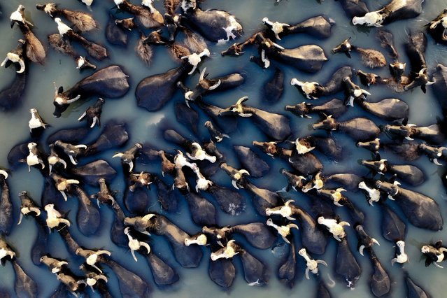 This aerial picture shows buffalos cooling off in a branch of the Euphrates river near the central Iraqi city of Hilla on May 31, 2024. (Photo by Karar Jabbar/AFP)