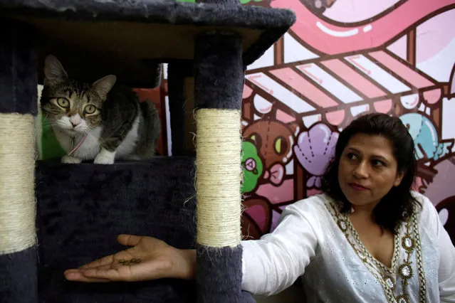 A customer gives food to a cat inside “Meow” cafe, where diners can play, interact or adopt cats given away by their former owners or rescued from the streets, in Monterrey, Mexico, May 13, 2016. (Photo by Daniel Becerril/Reuters)