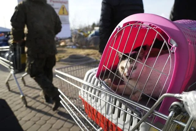 A cat sits in a pet carrier as refugees fleeing the war from neighboring Ukraine pass the border crossing in Medyka, southeastern Poland, Sunday, March 27, 2022. More than 3.7 million people have fled the war so far, Europe's largest exodus since World War II. (Photo by Sergei Grits/AP Photo)