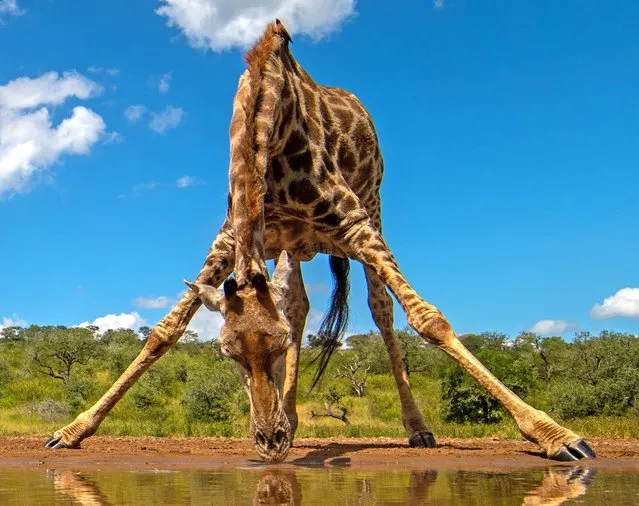 Giraffes doing the splits to get a drink of water from the watering hole at the Zimanga Private Game Reserve in South Africa on March 31, 2022. (Photo by Hendri Venter/Animal News Agency)