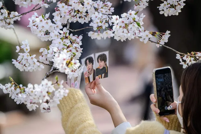 A woman uses her mobile phone to take a picture of photographs against the backdrop of cherry blossoms in Seoul on April 6, 2022. (Photo by Anthony Wallace/AFP Photo)