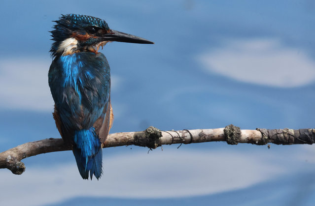 A kingfisher is perching at RSPB Rainham Marshes Nature Reserve in Purfleet, United Kingdom, on August 15, 2024. (Photo by Action Foto Sport/NurPhoto/Rex Features/Shutterstock)