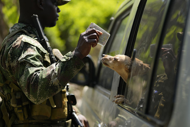 A member of a rebel group that broke away from the former Revolutionary Armed Forces of Colombia, or FARC, checks a traveller's identification in the Micay Canyon region, southwestern Colombia, Wednesday, August 14, 2024. The former FARC faction, known by its initials in Spanish FARC-EMC, controls parts of the region and guards coca leaf plantations on its mountainsides. (Photo by Fernando Vergara/AP Photo)