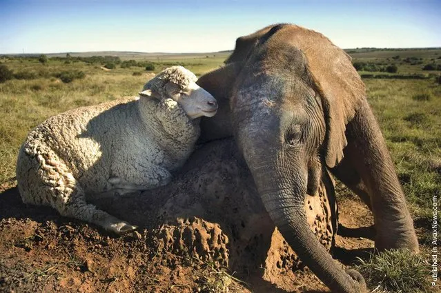 A young elephant, who lost his mama, cozies up to his comforting sheep pal at the Shamwari Wildlife Rehabilitation Center in South Africa