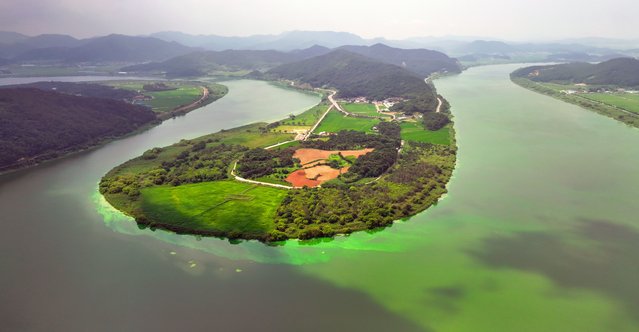 A green tide increasingly blooms in the Yeongsan River in Naju, 281 kilometers south of Seoul, South Korea, 13 August 2024, amid scorching heat. (Photo by Yonhap/EPA)