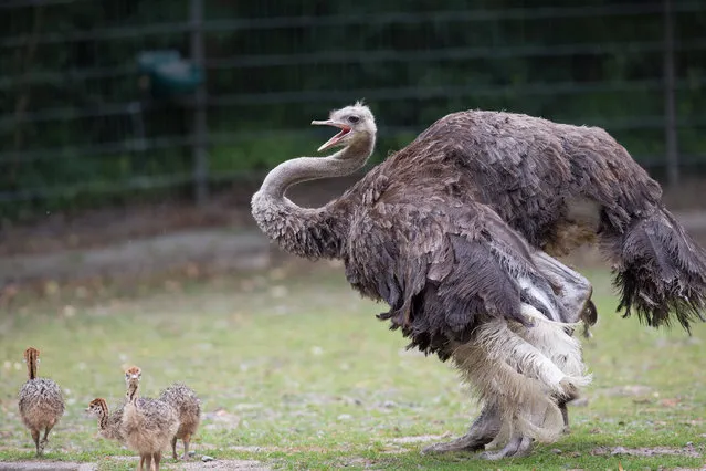 Ostrich “Muenchi” and its newborn chicks can be seen in a non- public enclosure at the zoo in Muenster, Germany, 27 June 2017. Nine chicks were born in the middle of June. One of the animals has black feathers. According to the zoo, the black feathers are a rare colour disorder. (Photo by Friso Gentsch/DPA)