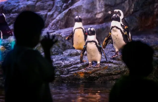 A picture made available on 20 June 2016 shows young visitors (front) looking through the glass at the African penguins exhibit, also known as Jackass penguins, at the Siam Ocean World in Bangkok, Thailand, 19 June 2016. The Aquarium, located inside one of Bangkok's high-end shopping malls, is one of the largest in Southeast Asia and is host to over 30,000 marine creatures inside its ample 10,000 square meters of space. (Photo by Diego Azubel/EPA)