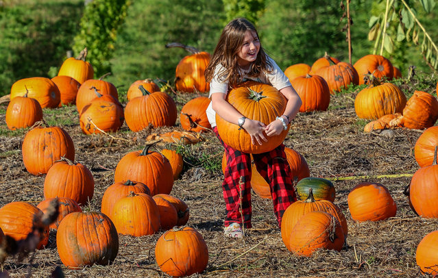 10-year-old Mabel Swalley, of Bainbridge Island, starts to buckle under the weight of hefty pumpkin that she was attempting to carry out of the field at the Bainbridge Island/Suyematsu Farms Pumpkin Patch on Wednesday, October 9, 2024. (Photo by Meegan M. Reid/Kitsap Sun/USA Today Network via Reuters)