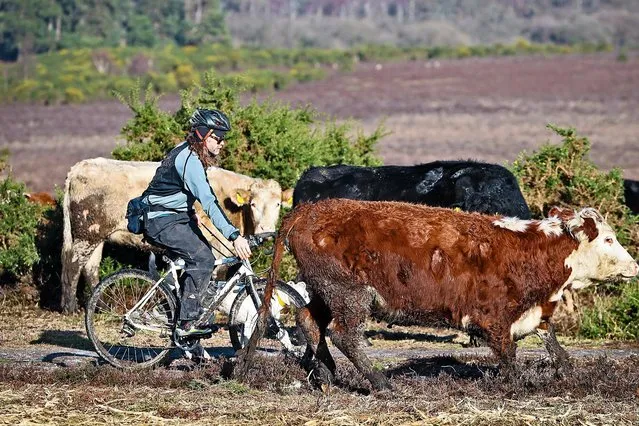A cyclist carefully navigates past grazing cattle near Lyndhurst on a cold, sunny morning in the New Forest, southern England yesterday, on February 3, 2020. (Photo by Stuart Martin/Alamy Live News)