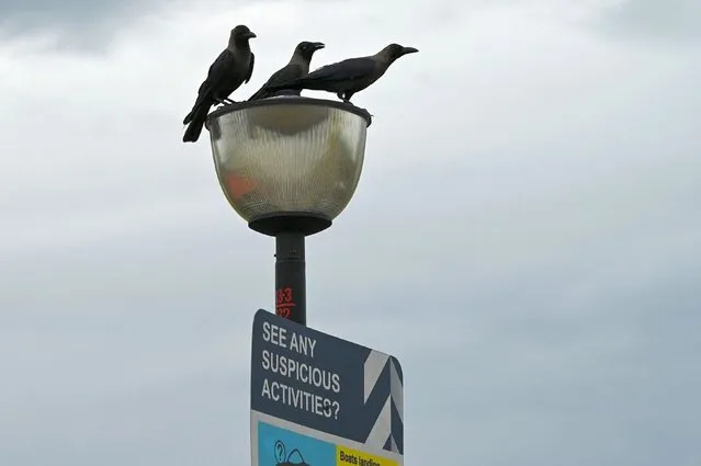 Crows stand on a lamp post in Singapore on June 20, 2022. (Photo by Roslan Rahman/AFP Photo)