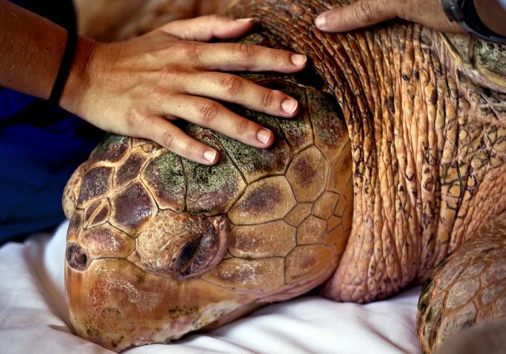 Kahuna, Endangered Loggerhead Sea Turtle Is On Its Way Back Home