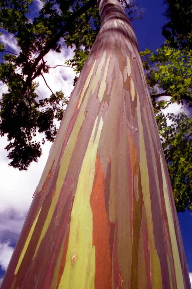 Rainbow Eucalyptus