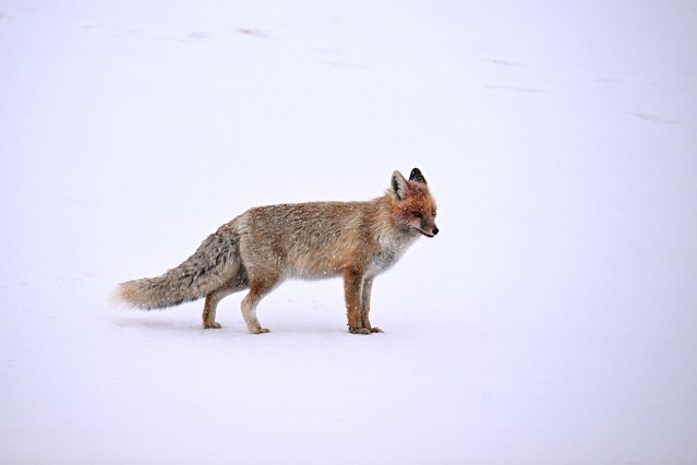 Red foxes are seen feeding on a carcass of a sheep on a snow covered hill in Catak district of Van, Turkiye on November 26, 2024. Wild animals that have difficulty finding food near settlements. (Photo by Ozkan Bilgin/Anadolu via Getty Images)