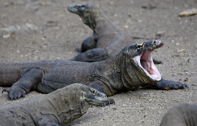 In this Tuesday, April 28, 2009 file photo, a Komodo dragon yawns on Rinca island, Indonesia. An Indonesian national park official says a Komodo dragon has bitten an overly inquisitive tourist who ignored warnings about getting too close to the enormous reptile while it was eating. (Photo by Dita Alangkara/AP Photo)