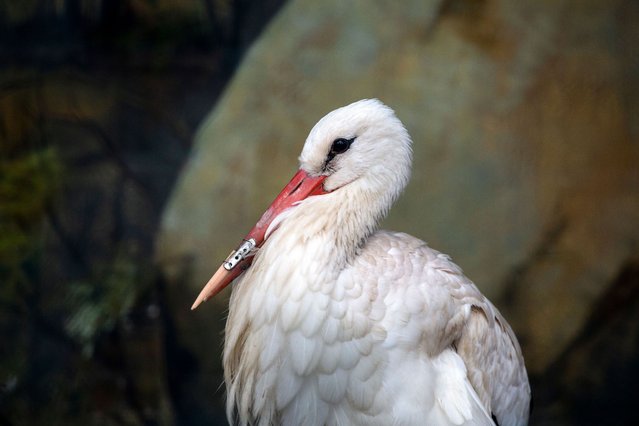 A white stork with a 3D-printed beak prosthesis is at the Sofia Zoo in Sofia, Bulgaria, on November 20, 2024. The stork is injured in an accident, and veterinarians from NGO “Green Balkans” place the prosthesis so that the stork can eat normally. (Photo by Hristo Vladev/NurPhoto/Rex Features/Shutterstock)