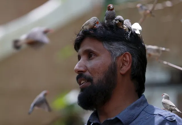 Birds perch on the head of Abdulrahman al-Sebai, who keeps more than 500 birds as a hobby, at his farm in the central Saudi province of Qassim September 2, 2015. (Photo by Faisal Al Nasser/Reuters)