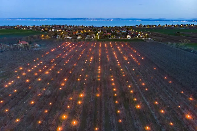 A picture taken with a drone shows anti-frost candles burn between apricot trees in a fruit orchard near Balatonvilagos, Hungary, Tuesday, March 31, 2020. Heat candles are used to prevent the apricot trees from being ​destroyed by the frost. (Photo by Gyorgy Varga/MTI via AP Photo)