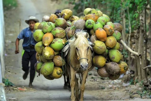 A worker runs behind a horse carrying coconuts during harvest time at a coconut plantation in Banyuwangi, Indonesia's East Java province, Indonesia September 3, 2015, in this photo taken by Antara Foto. (Photo by Budi Candra Setya/Reuters/Antara Foto)