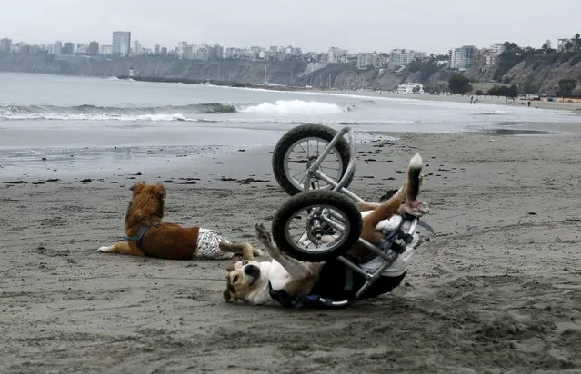 Paraplegic dogs play at Pescadores beach in Chorrillos, Lima, September 7, 2015. (Photo by Mariana Bazo/Reuters)