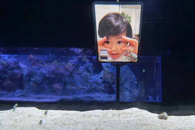 This May 1, 2020, photo provided by Sumida Aquarium shows a child, seen on FaceTime, trying to look at garden eels at the aquarium's fish tank during a demonstration prior to the event titled “Garden Eels Face Show Festival” in Tokyo. The Japanese aquarium is organizing FaceTime sessions for garden eels so that they won’t go too far in their own social distancing and forget their human fans who used to gather outside their fish tank. About 300 garden eels used to pop up and down from their individual shelters dug in the sand, and let their bread stick-shaped body sway in the water. While having limited interactions with humans for two months since the aquarium temporarily closed under the coronavirus measures, the eels have largely withdrawn into their own burrows, and even hid from their keepers. (Photo by Sumida Aquarium via AP Photo)