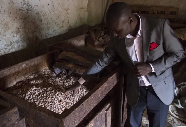 Stephen Sembuya, co-founder of the Pink Food Industries, looks at the cocoa fermenting at their factory in Wakiso on November 21, 2014. Two Ugandan men, Stephen Sembuya and Felix Okuye have embarked on chocolate manufacturing in Uganda and own more than 70 acres of cocoa plantation. Last may, their start-up business began selling a variety of locally-made treats including milk chocolate, cocoa powder, cocoa butter and white chocolate, to Kampala restaurants and a businessman in Ghana, the world's second-largest cocoa exporter, has also been lapping up their treats. (Photo by Isaac Kasamani/AFP Photo)