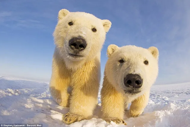 Polar Bear Photo Steven Kazlowski