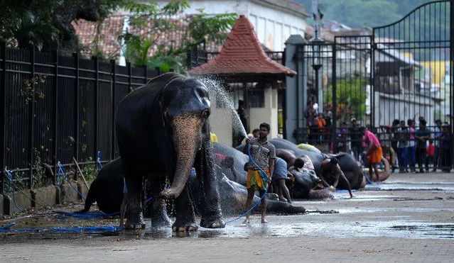 Sri Lankan mahouts wash their elephants near a fountain ahead of the Esala Perahera festival in the ancient hill capital of Kandy, some 116 kms from Colombo, on August 17, 2016. The festival features a nightly procession of Kandyan dancers, fire twirlers, traditional musicians, acrobatic fire performers and elephants and draws thousands of tourists and spectators from around the island. (Photo by AFP Photo/Stringer)