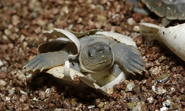 An extremely rare Southern river terrapin emerges from its shell at Singapore Zoo. Only 200 adult individuals remain in the wild, making the Southern river terrapin one of the most endangered species on earth. (Photo by Wildlife Reserves Singapore)