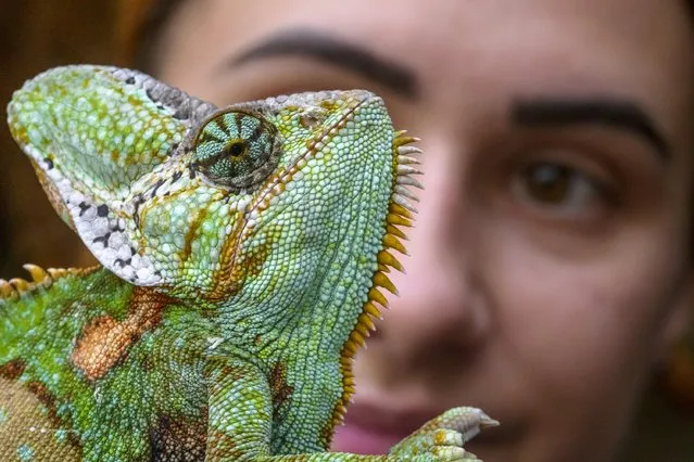 Kiwi the chameleon, one of the colourful creatures at Tropical World in Leeds, with the head keeper on October 17, 2022. (Photo by James Glossop/The Times)