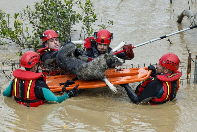 Members of the Civil Guard Special Underwater Activities Group (GEAS) rescue a dog from the flood waters in Cartama, Malaga province, Spain, 18 March 2025. Heavy overnight rains in the province of Malaga caused the Guadalhorce and Campanillas rivers to overflow their banks, affecting several municipalities of Malaga and Cartama. (Photo by Jorge Zapata/EPA)