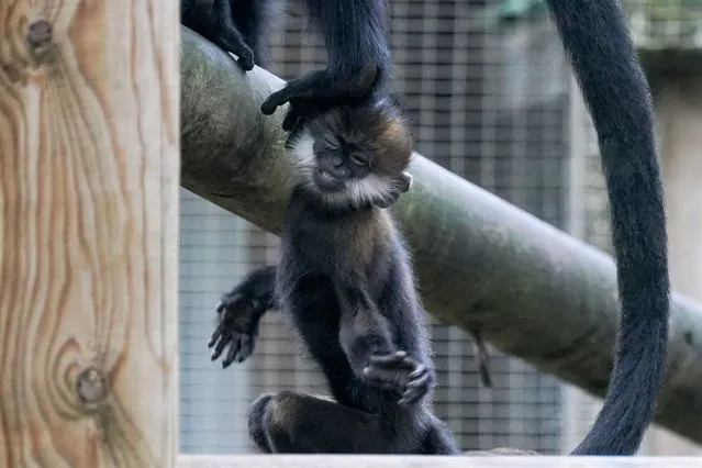 A newborn Francois Langur monkey is stepped on by one of the older monkeys as it explores its surroundings at Twycross Zoo, near Atherstone, Warwickshire, the renowned World Primate Centre on Tuesday, November 1, 2022. The Francois Langur are an endangered species that originate from the tropical forests of China and Vietnam. (Photo by Jacob King/PA Images via Getty Images)