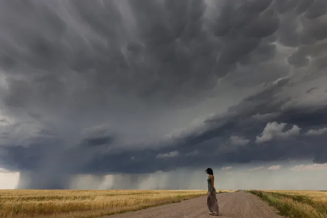 Wheat Lady – Daow looking at the storm. (Photo by Nicolaus Wegner/Caters News)