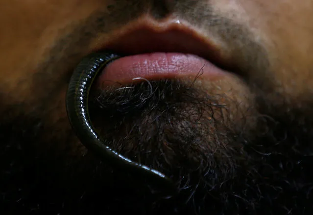 Practitioner Al Sheikh Mohamed El-Sayed uses a leech, which sucks blood in the mouth, with another form of cupping therapy inside a treatment room at a medical center in Shubra El-Kheima on the outskirts of Cairo, Egypt, August 13, 2016. Hijama or cupping therapy, an ancient treatment that uses glass cups and suction to help circulate blood and relieve muscle tension, was put into the spotlight during the Olympics after prominent athletes like U.S swimmer Michael Phelps hit the pool in Rio with circular red marks on his back. (Photo by Amr Abdallah Dalsh/Reuters)