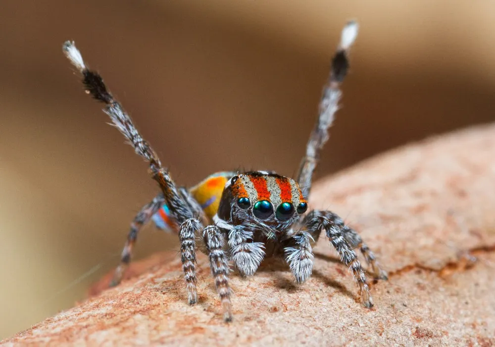Peacock Spider (Maratus Volans)