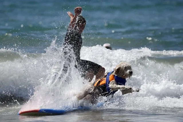 A man and his dog surf during the Surf City Surf Dog Contest in Huntington Beach, California, United States, September 27, 2015. (Photo by Lucy Nicholson/Reuters)